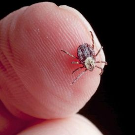 Tick Season Is Upon Us Image